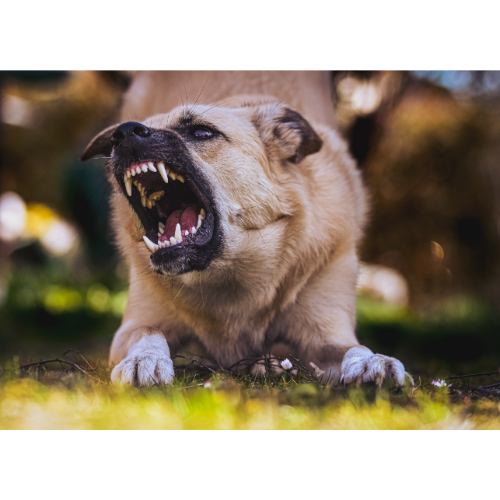 foto van een voorbeeld van ongewenst hondengedrag: ontblote tanden