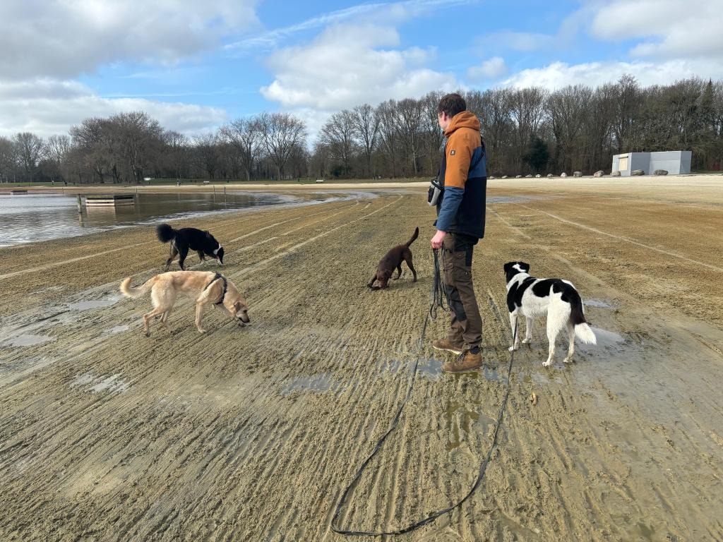 Matthijs met een groep honden